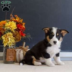 Mara, Pembroke Welsh Corgi Puppy