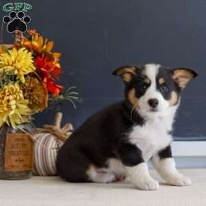 Mara, Pembroke Welsh Corgi Puppy