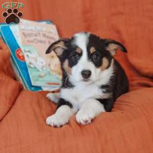 Mara, Pembroke Welsh Corgi Puppy
