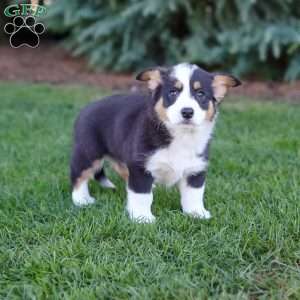 Mara, Pembroke Welsh Corgi Puppy