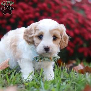 Marble, Cavachon Puppy
