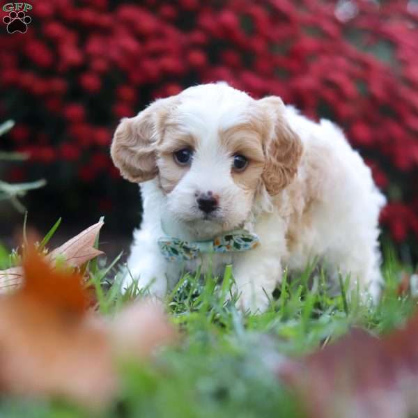 Marble, Cavachon Puppy