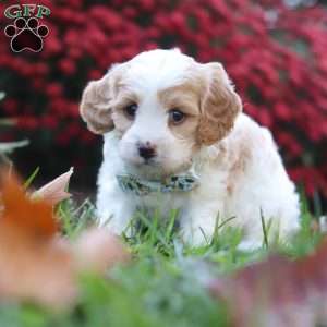 Marble, Cavachon Puppy