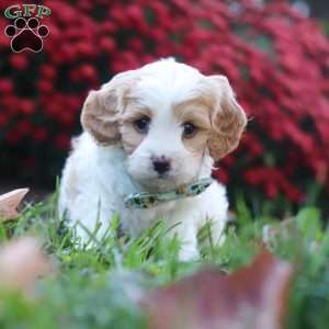 Marble, Cavachon Puppy