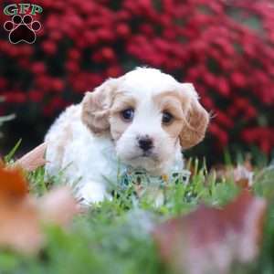 Marble, Cavachon Puppy