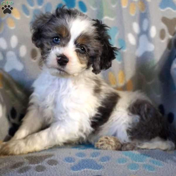 Marble, Cockapoo Puppy