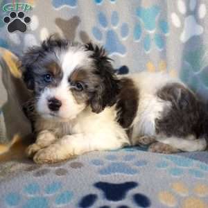 Marble, Cockapoo Puppy