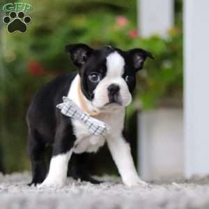 Marc, Boston Terrier Puppy