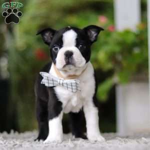 Marc, Boston Terrier Puppy