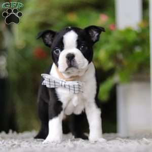 Marc, Boston Terrier Puppy
