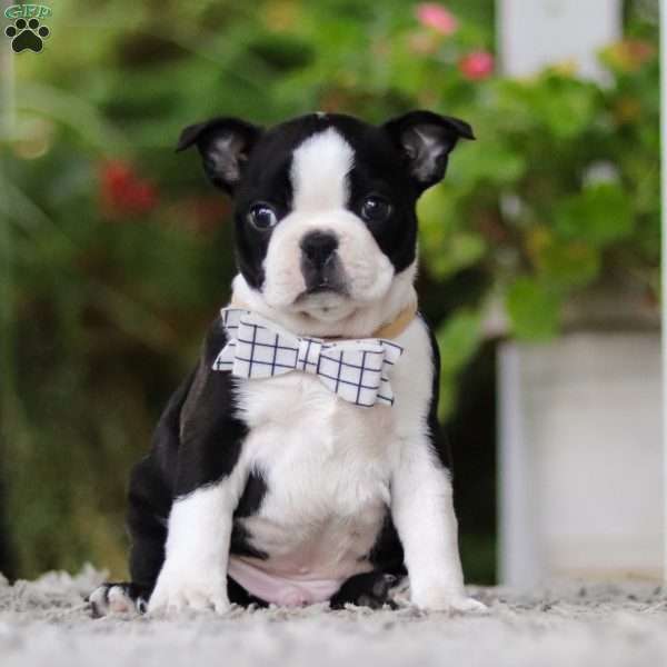 Marc, Boston Terrier Puppy