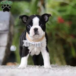 Marc, Boston Terrier Puppy