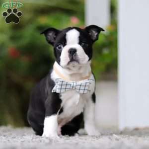Marc, Boston Terrier Puppy