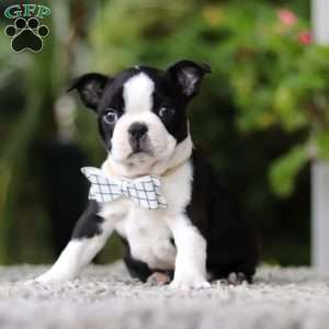 Marc, Boston Terrier Puppy