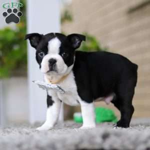 Marc, Boston Terrier Puppy
