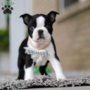 Marc, Boston Terrier Puppy