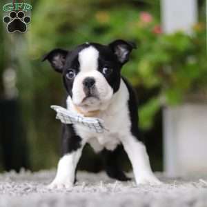 Marc, Boston Terrier Puppy