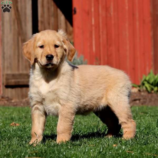 Marcus, Golden Retriever Puppy