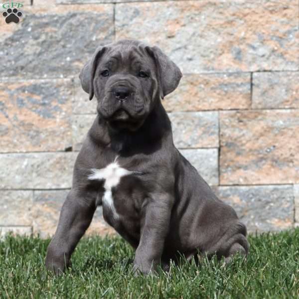 Marcus, Cane Corso Puppy