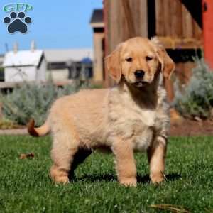 Marcus, Golden Retriever Puppy