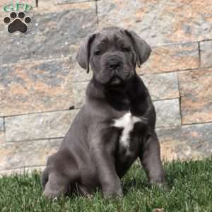 Marcus, Cane Corso Puppy