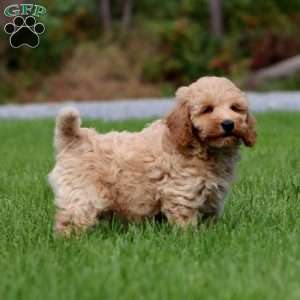 Marcus, Mini Goldendoodle Puppy