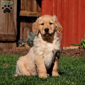 Marcus, Golden Retriever Puppy