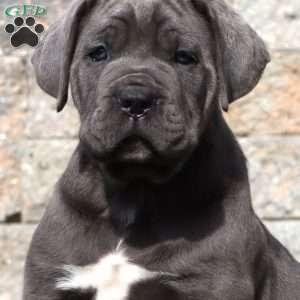 Marcus, Cane Corso Puppy