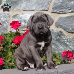 Marcus, Cane Corso Puppy