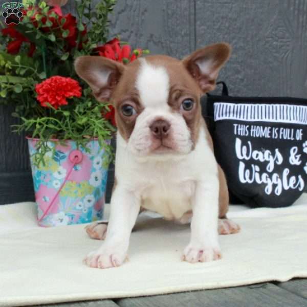 Margo, Boston Terrier Puppy