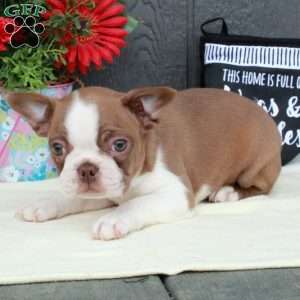 Margo, Boston Terrier Puppy