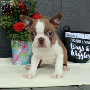 Margo, Boston Terrier Puppy