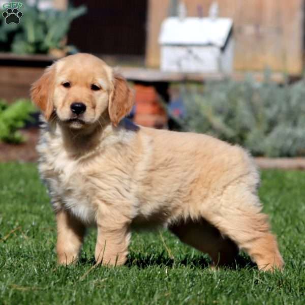 Marlee, Golden Retriever Puppy