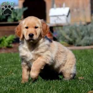 Marlee, Golden Retriever Puppy