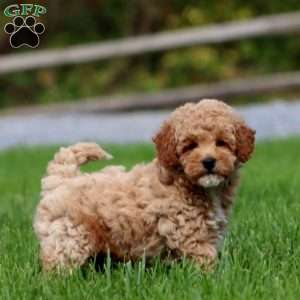 Marlee, Mini Goldendoodle Puppy