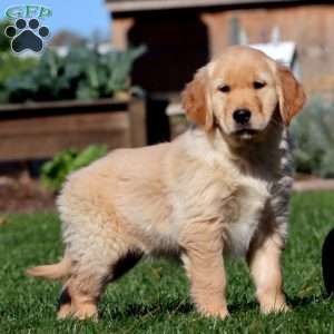 Marlee, Golden Retriever Puppy