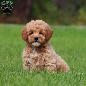 Marlee, Mini Goldendoodle Puppy