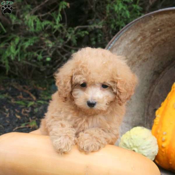 Marley, Bich-Poo Puppy