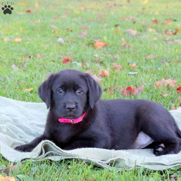 Marley, Black Labrador Retriever Puppy