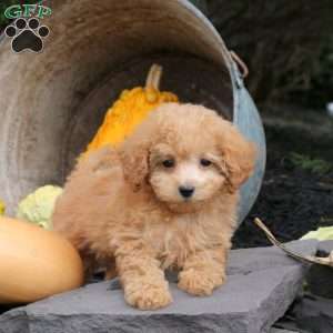 Marley, Bich-Poo Puppy
