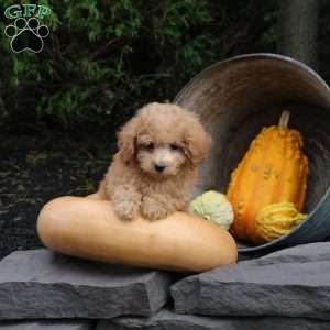 Marley, Bich-Poo Puppy