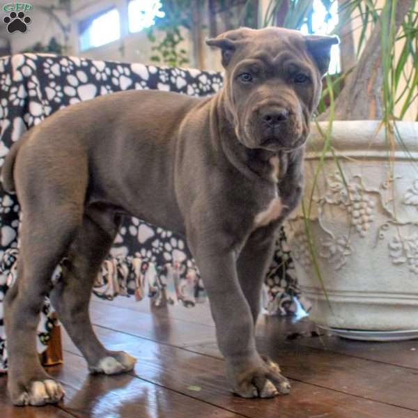 Marlin, Cane Corso Puppy
