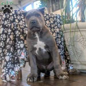 Marlin, Cane Corso Puppy