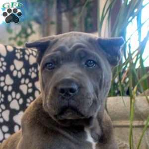 Marlin, Cane Corso Puppy