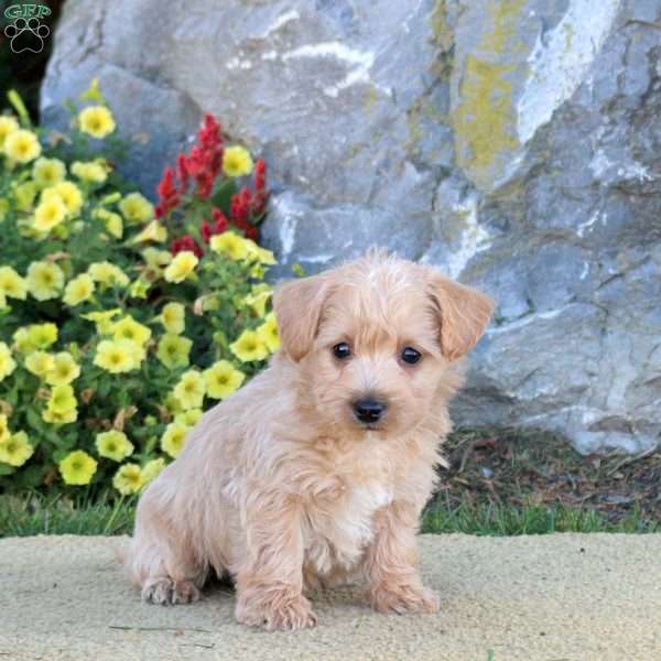 Mars, Westiepoo Puppy