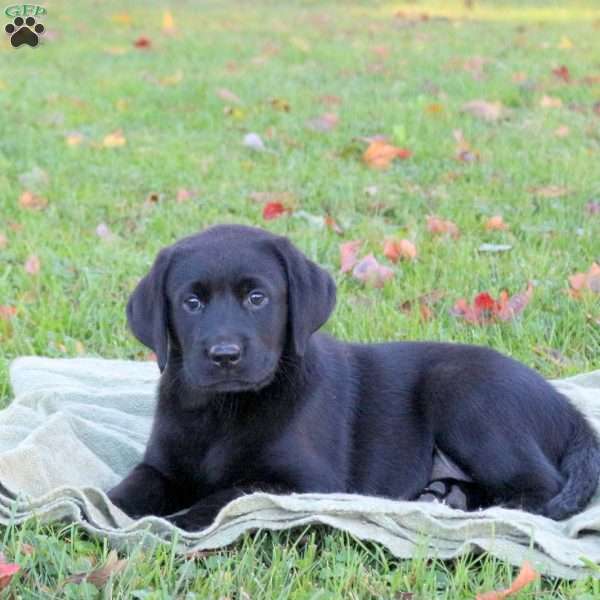 Marshall, Black Labrador Retriever Puppy