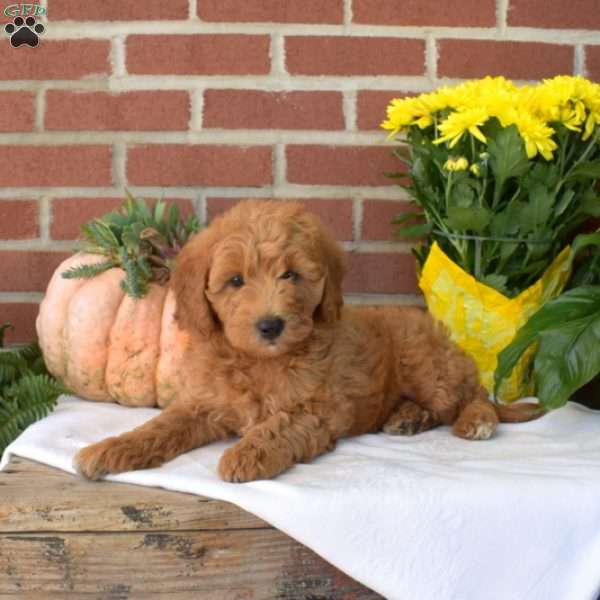 Marshall, Mini Goldendoodle Puppy