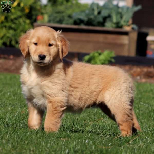 Mary, Golden Retriever Puppy