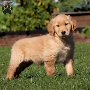 Mary, Golden Retriever Puppy