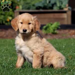 Mary, Golden Retriever Puppy